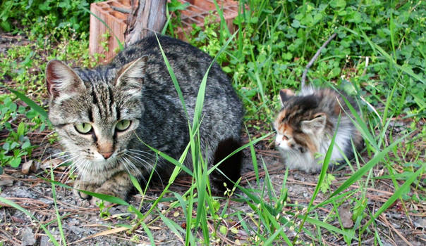 mother and kittens