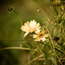 october flowers part one