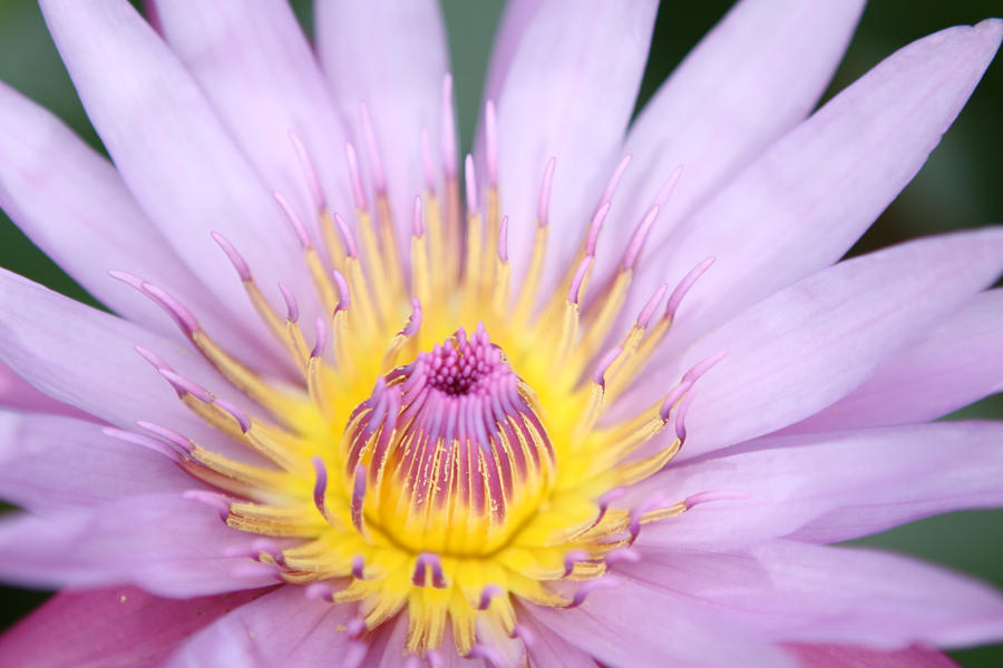 Flowe Core Flower's core by jeweOS on DeviantArt