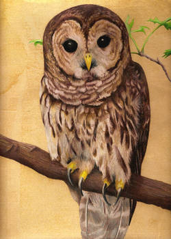 Barred Owl portrait