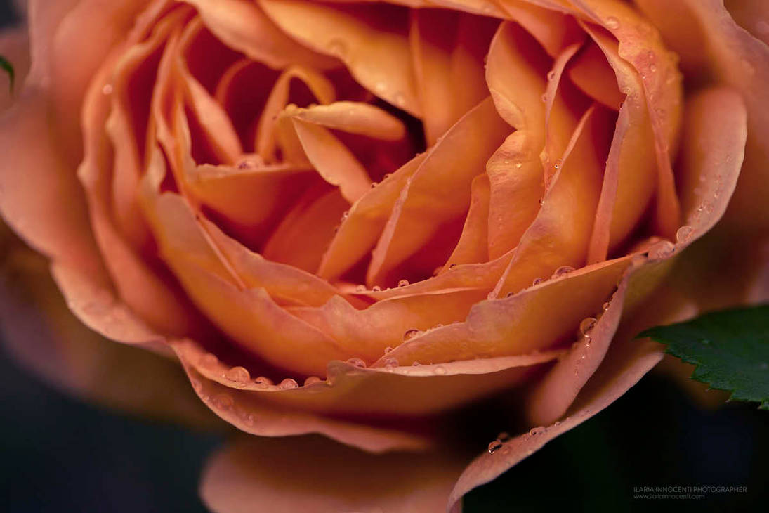 Rosa by IlariaInnocentiPh on DeviantArt