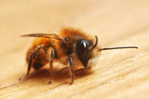Miss Bee by InnerTruth Miss Bee by InnerTruth