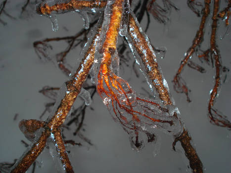 Frozen Branch
