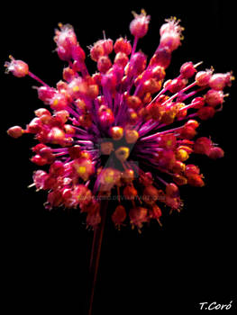 Flowerworks...