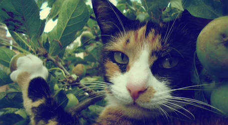 Mimi Picking An Apple