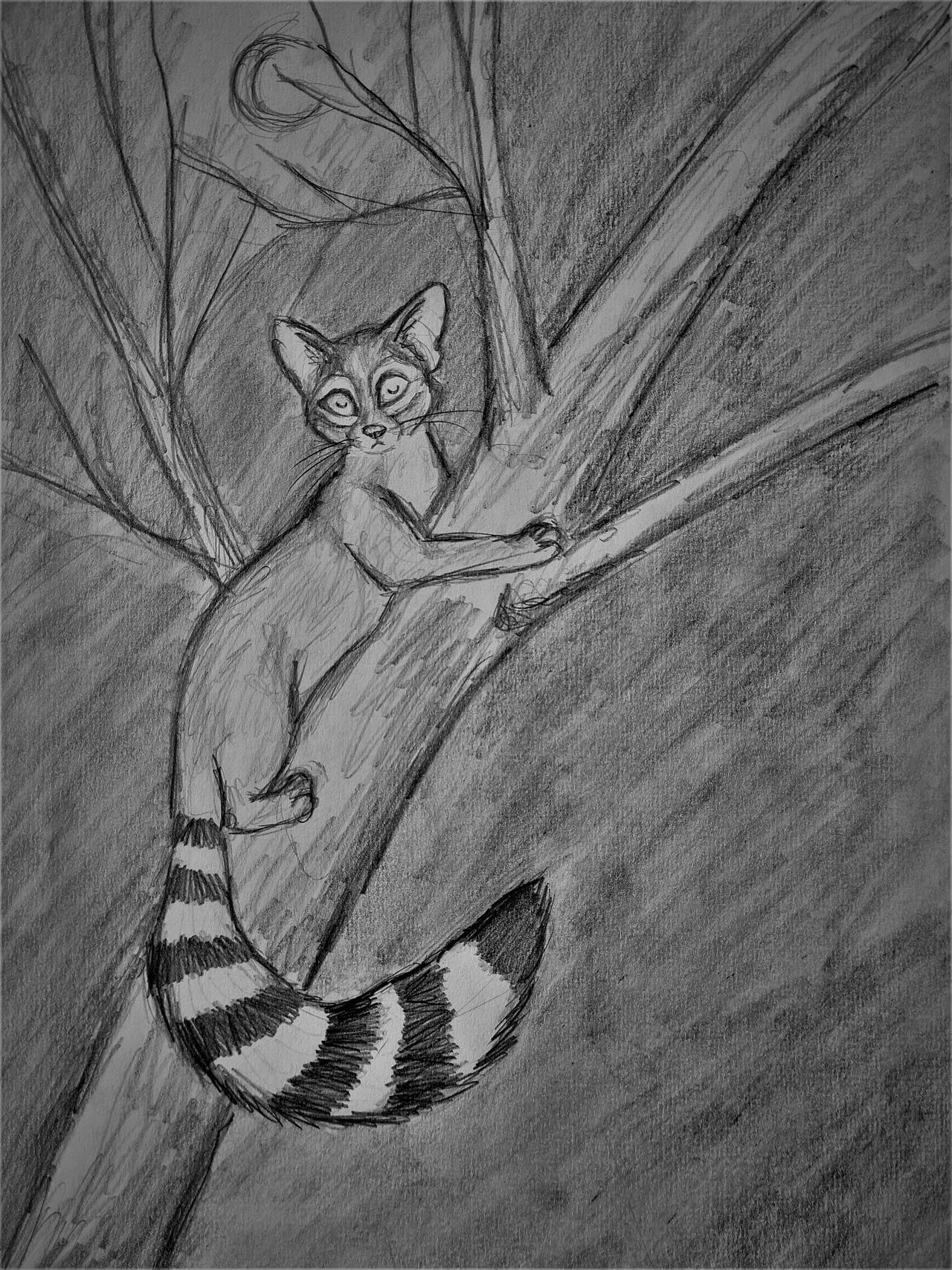 Deviantart Ringtail Ringtail cat by ThylaArt on DeviantArt