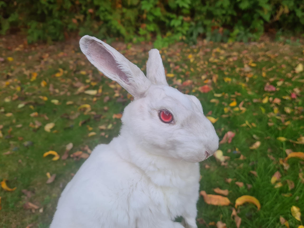 Albino rabbit soft mount by ThylaArt on DeviantArt