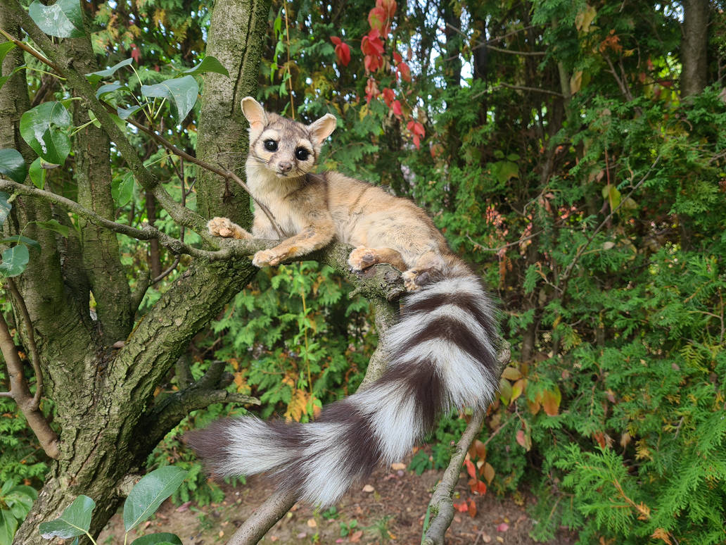 Deviantart Ringtail Ringtail cat soft mount by ThylaArt on DeviantArt
