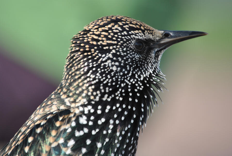 speckled birdy