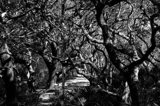 Creepy Trees