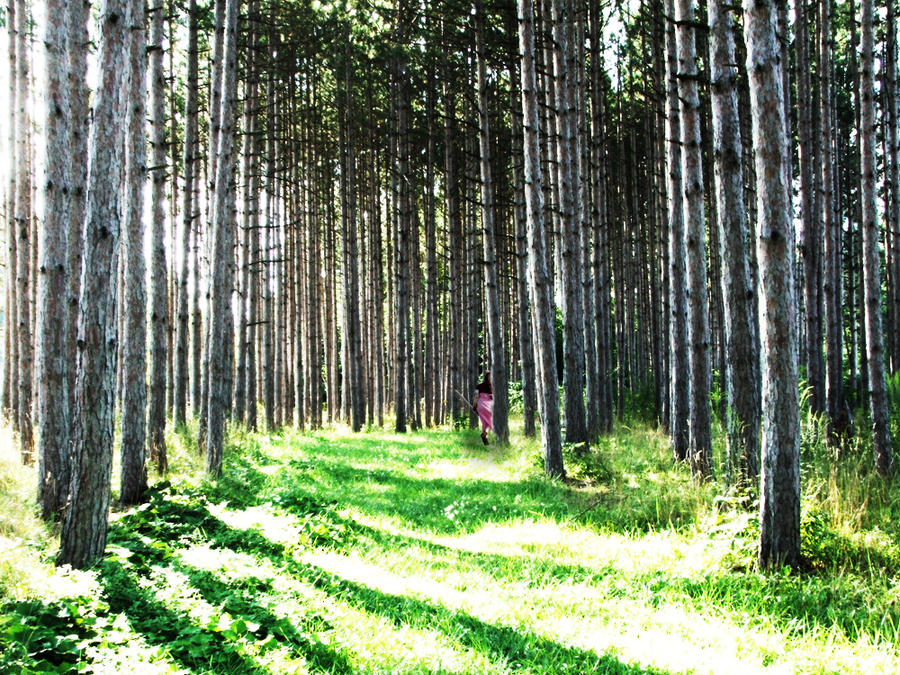 The Sleeping Forest