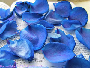 Blue Rose Petals 2