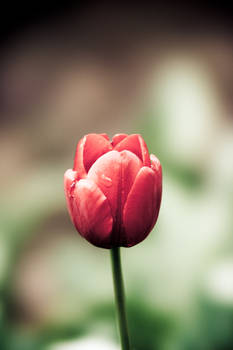 Tulip 6