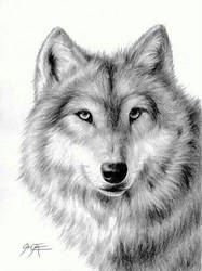 Wolfy