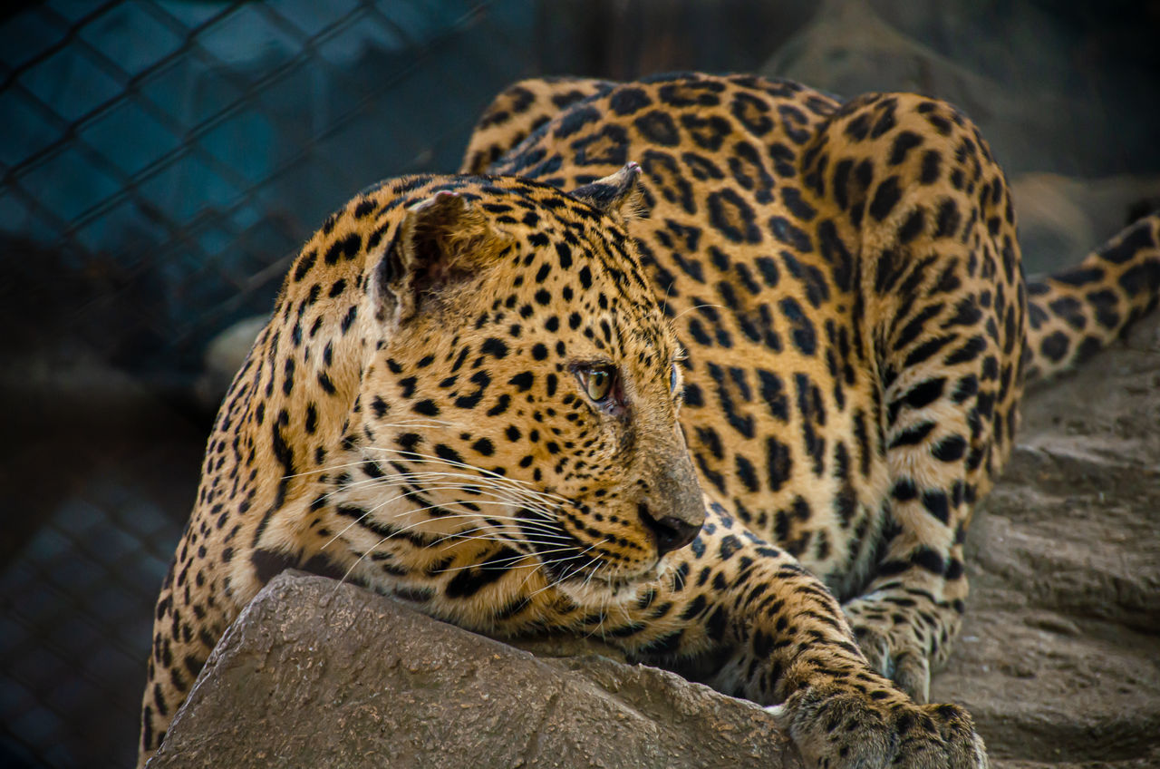 Leopard.... by TheReggaeNyala on DeviantArt