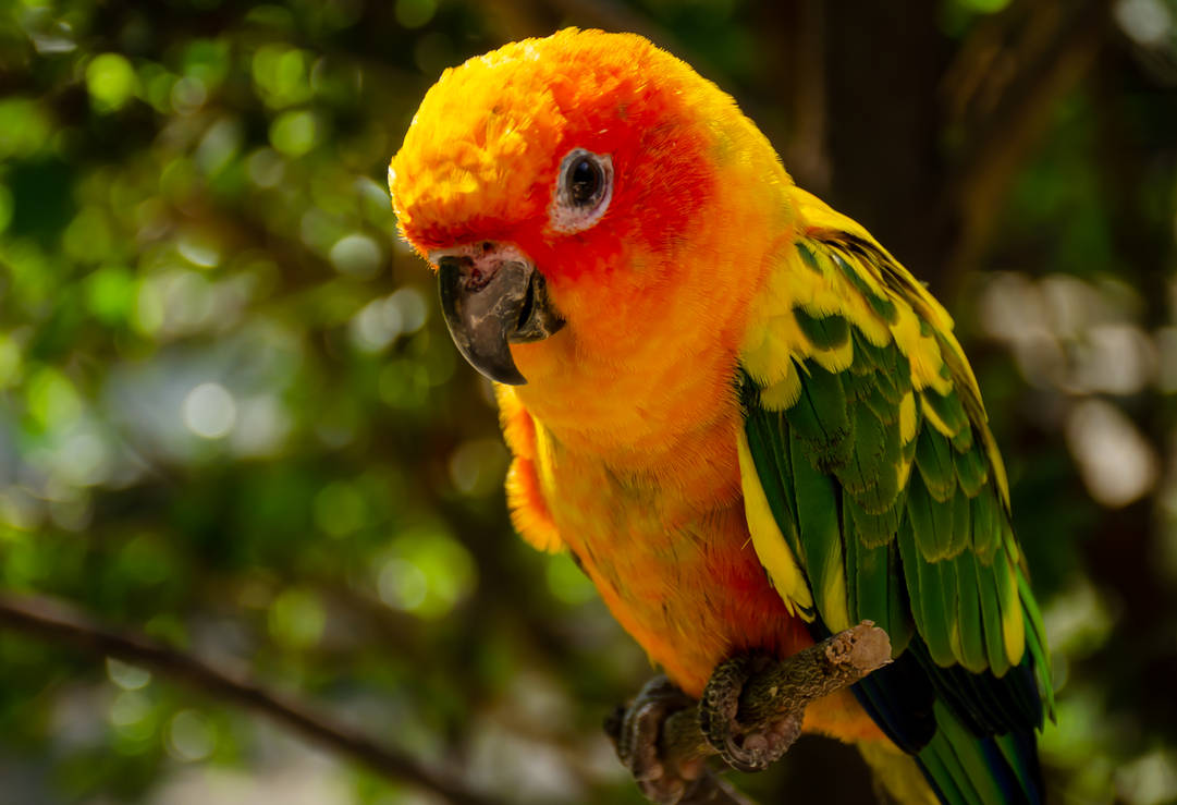 Mango Bird Too By TheReggaeNyala On DeviantArt mango-bird-too-by-thereggaenyala-on-deviantart