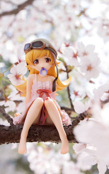 Shinobu Oshino Sakura