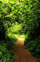 Trail in Green