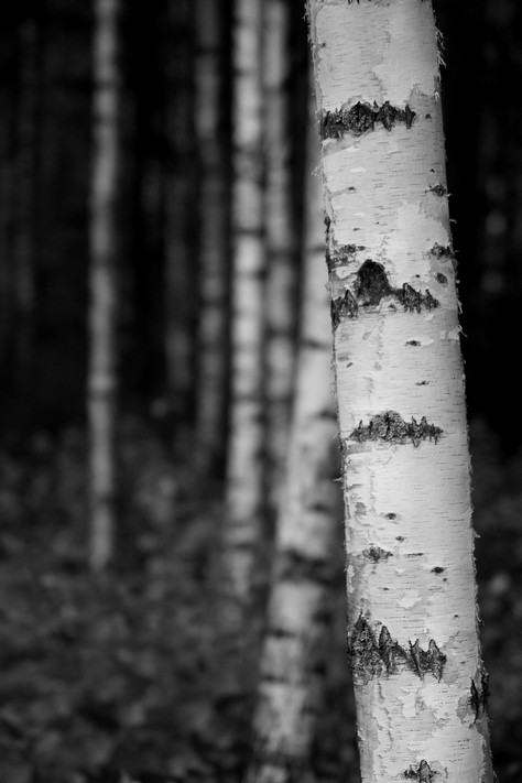 birch