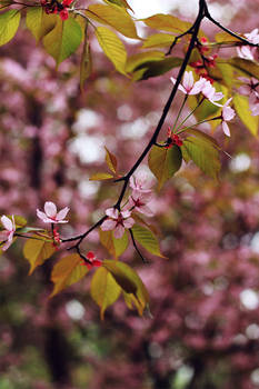 cherry tree