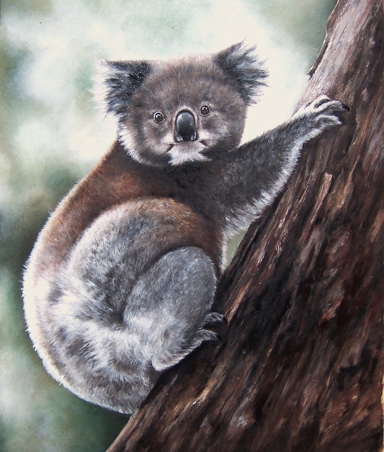 Koala