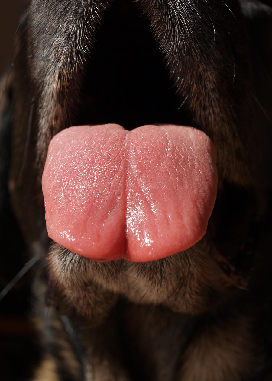 Dog's Tongue