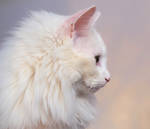 Cat Profile
