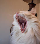 Cat Yawn 2