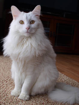 White Cat 03