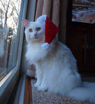 White Cat in Santa Hat