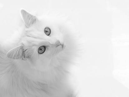 White Cat