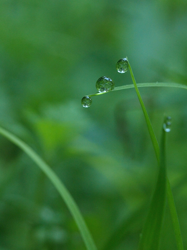 Water Drops