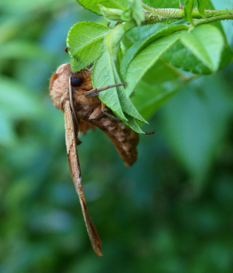 Leaf Moth 001