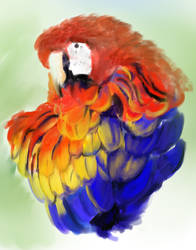 Macaw