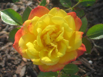 Balboa Park Rose Garden 02