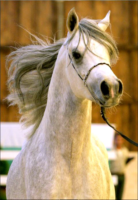 Arabian horse