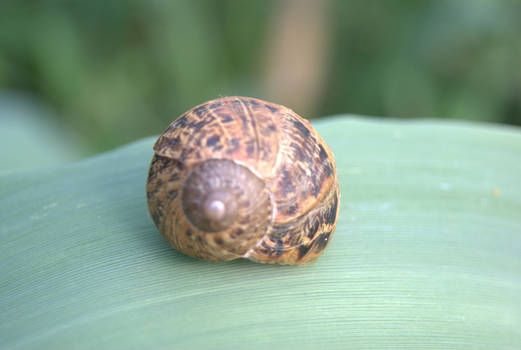 Caracol en Lierganes