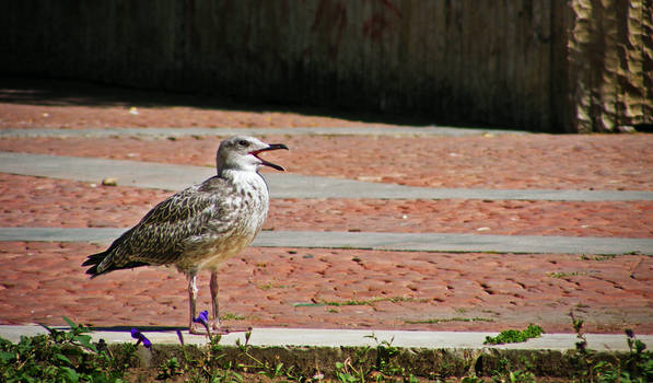 City Bird