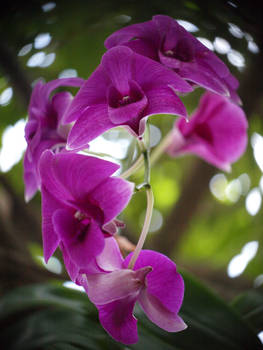 Purple Orchid I