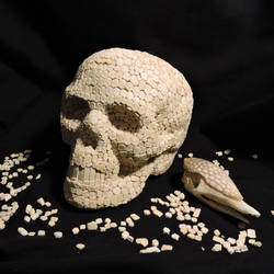 Human Skull2 (9)