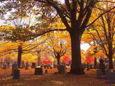 Cemetery Shot I