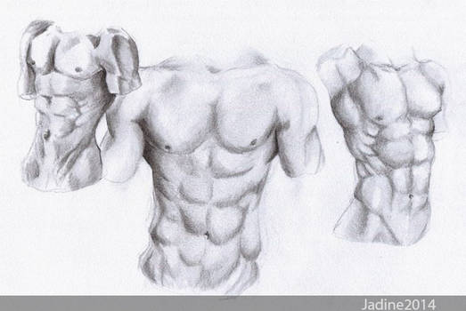 Male Torso Study