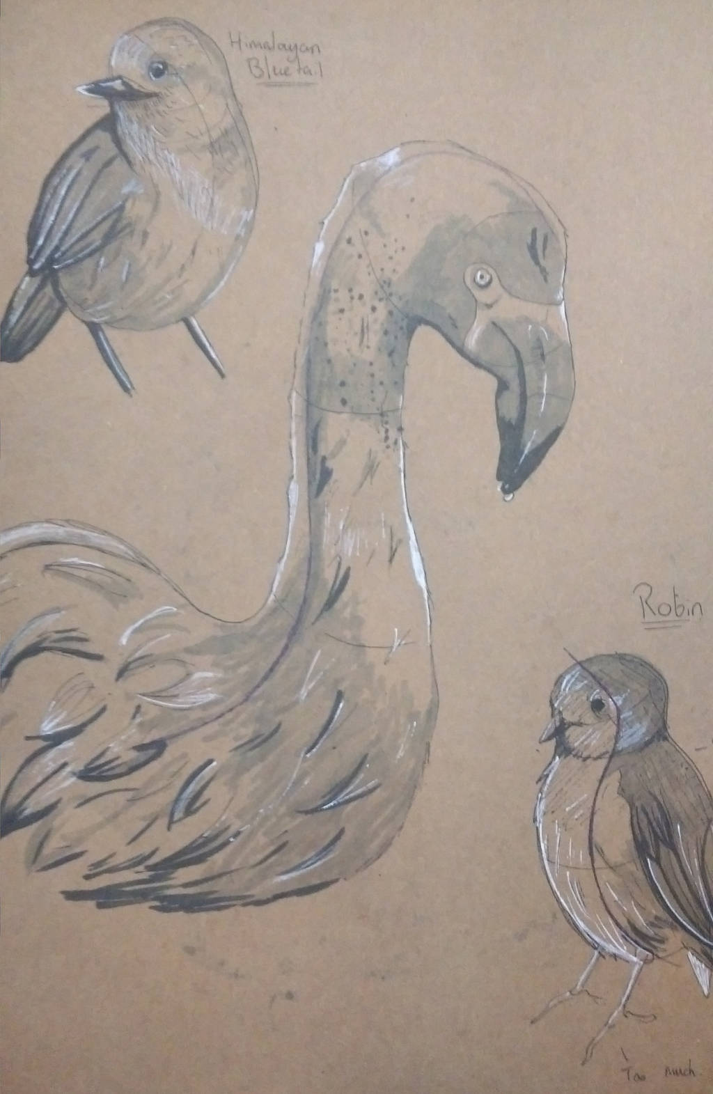 Uni Projects: Bird Study 2 by Betneybob