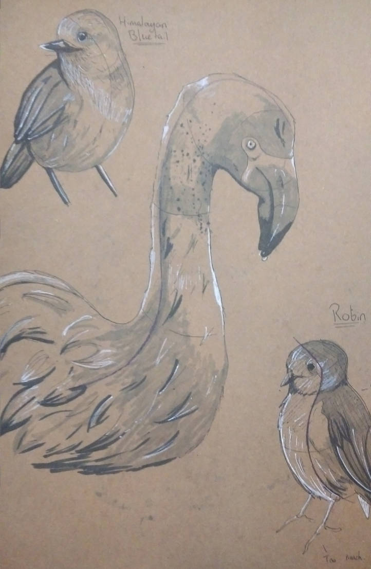 Uni Projects: Bird Study 2 by Betneybob