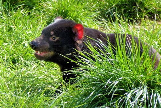 Tasmanian Devil