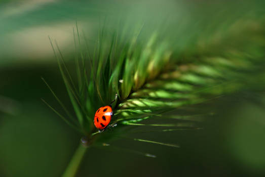 Lady Bug