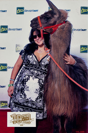 Red Carpet Llama