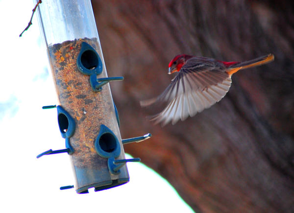 Male House Finch Landing