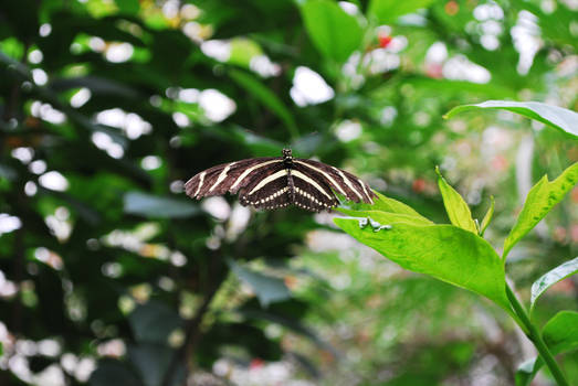 Zebra Longwing