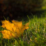 Autumn Leaf